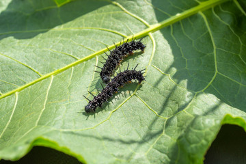 caterpillar butterfly of a peacock's eye crawls on a leaf