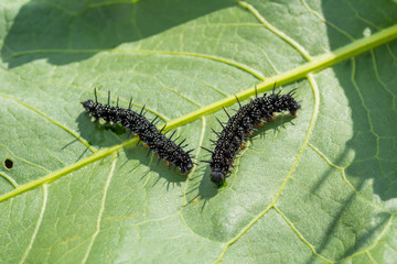 caterpillar butterfly of a peacock's eye crawls on a leaf
