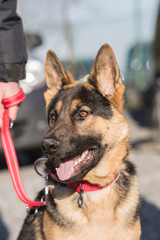 Portrait of an german sheperd dog living in belgium
