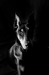 glaring dobie