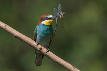 Gruccione europeo con libellula (Merops apiaster)
