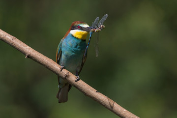 Gruccione europeo con libellula (Merops apiaster)