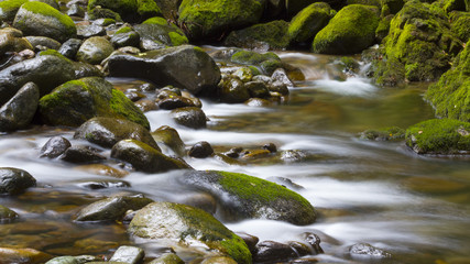 Stone surrounded by mossy stream water in a wood