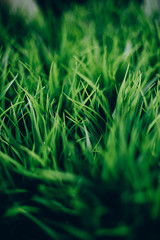 Beautiful Green grass close up with bokeh. Natural background texture. Fresh grass