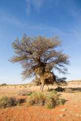 Wide angle view of a massive weaver nest in an old camel thorn tree in the kalahari region of South Africa