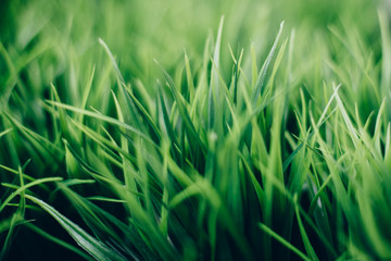 Beautiful Green grass close up with bokeh. Natural background texture. Fresh grass