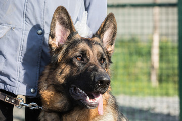 Portrait of an german sheperd dog living in belgium