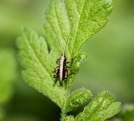 Grashüpfer, Heuschrecke auf einem Blatt
