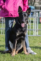 Portrait of an german sheperd dog living in belgium
