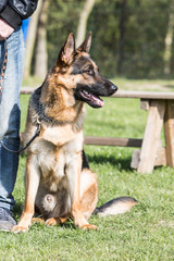 Portrait of an german sheperd dog living in belgium