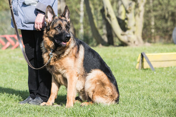 Portrait of an german sheperd dog living in belgium