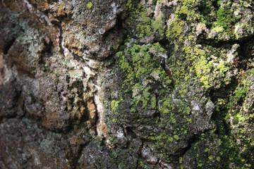 bark of tree. background. texture