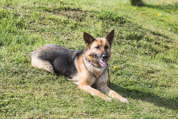 Portrait of an german sheperd dog living in belgium