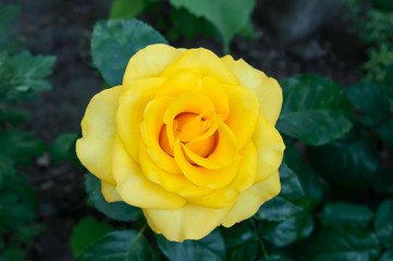 A big beautiful yellow rose among the leaves. Rose bush.