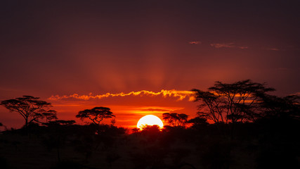 Serengeti Sunrise