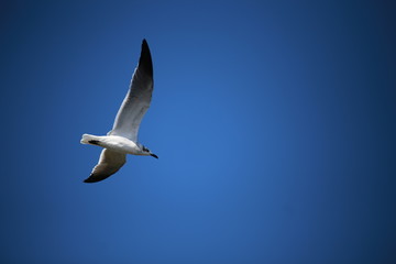Seagull in flight