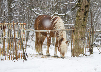 Fototapeta na wymiar Awesome brown horse in a small farm