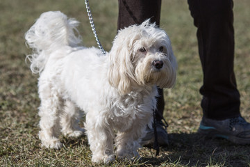 Portrait of a bichon dog living in Belgium