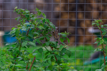 Sparrow on raspberry Bush