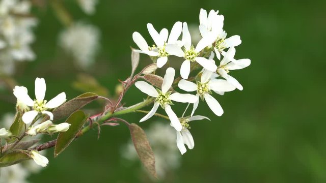 Juneberry, Amelanchier lamarckii