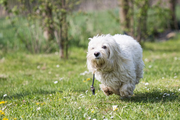 Portrait of a bichon dog living in Belgium