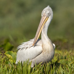 Dalmatian pelican preening