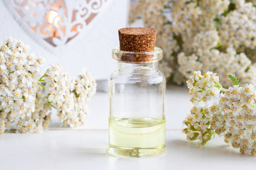 A bottle of yarrow essential oil with fresh blooming yarrow