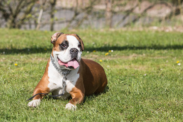 Portrait of a boxer dog living in Belgium