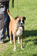 Portrait of a boxer dog living in Belgium