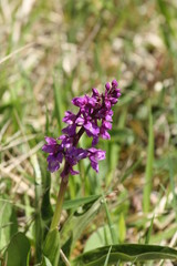 Orchis male (Orchis mascula)