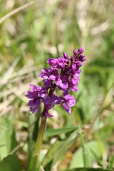 Orchis male (Orchis mascula)