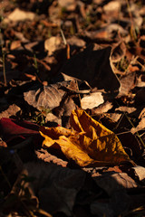 Fallen autumn leaves on grass. 