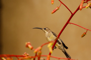 Close up image of a Malachite Sunbird feeding on flying ants in the Western Cape of South Africa