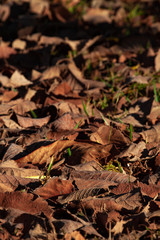 Fallen autumn leaves on grass. 