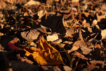 Fallen autumn leaves on grass. 