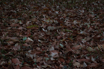 Fallen autumn leaves on grass. 