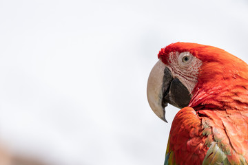 Scarlet Macaw