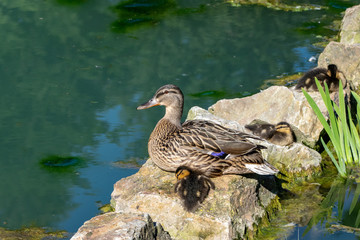 Female mallard duck and ducklings sitting on rocks overlooking still calm lake water
