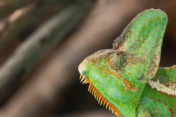 Veiled Chameleon Portrait.