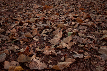 Fallen autumn leaves on grass. 