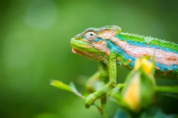 Gordijnen Close up image of a chameleon with vivid colors on a green background © Dewald