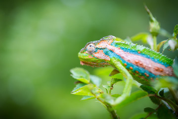 Close up image of a chameleon with vivid colors on a green background