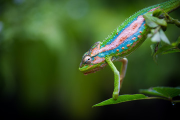 Close up image of a chameleon with vivid colors on a green background