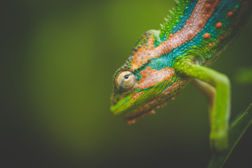 Close up image of a chameleon with vivid colors on a green background