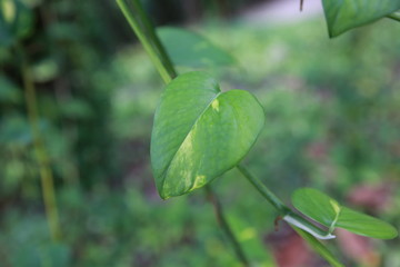 heart leaf