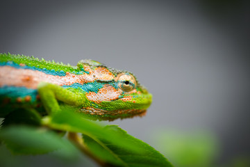 Close up image of a chameleon with vivid colors on a green background