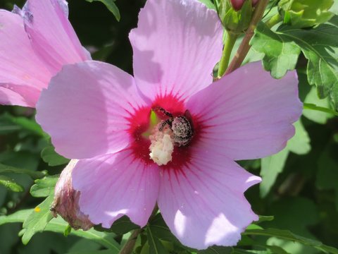 beautiful wild and rare purple flower that has a nice color