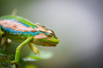 Close up image of a chameleon with vivid colors on a green background