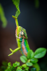 Close up image of a chameleon with vivid colors on a green background