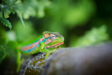 Close up image of a chameleon with vivid colors on a green background